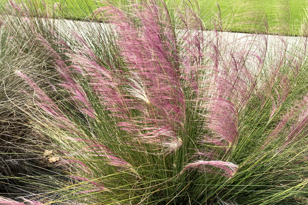 Cultivating and Caring for Your New Sweetgrass Plant: A Comprehensive Guide